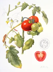 Pomidorai, 1994 (wc ir pieštukas ant popieriaus)poli
